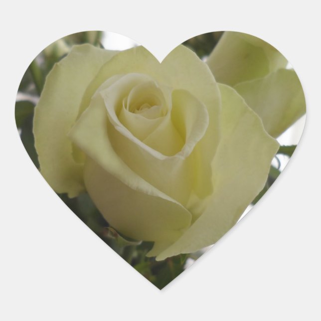 Pegatinas de la rosa blanca (Anverso)