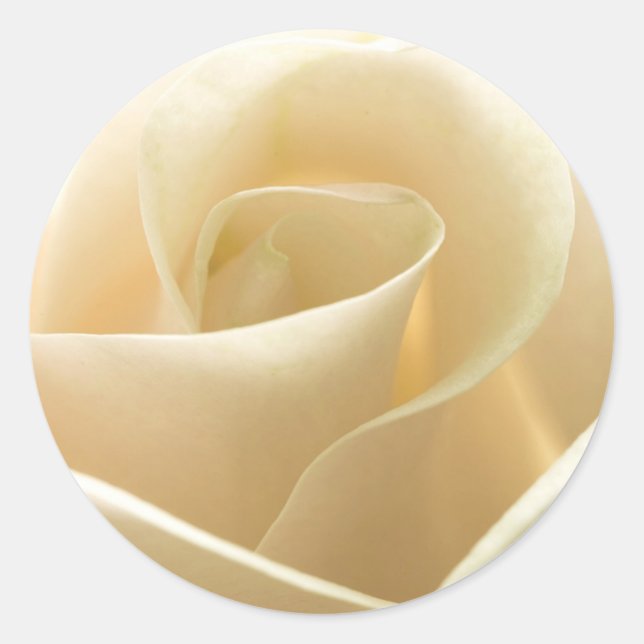 Pegatinas de la Rosa Blanca (Anverso)