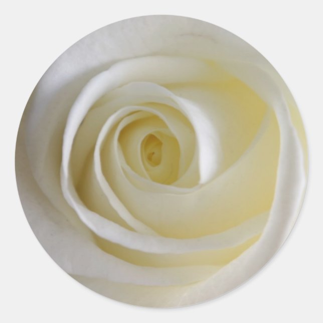 Pegatinas de la Rosa Blanca Creamy (Anverso)