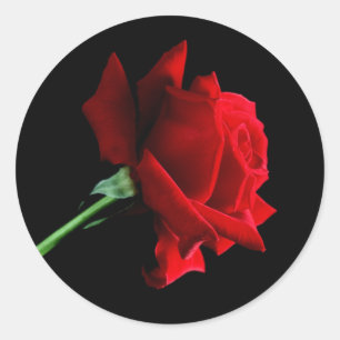 Pegatinas de la Rosa Roja