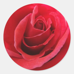 Pegatinas de la Rosa Roja