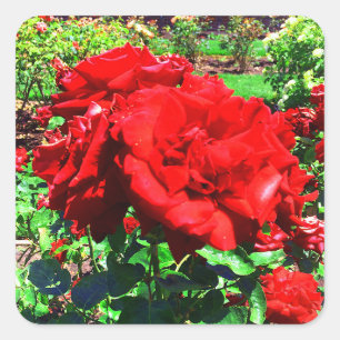 Pegatinas de la Rosa Roja #1