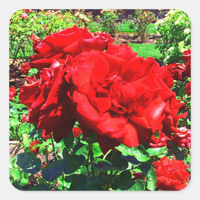 Pegatinas de la Rosa Roja #1 (Anverso)