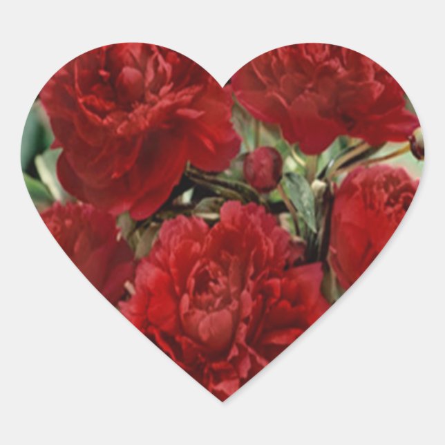 Pegatinas de las Flores de Carnación Roja (Anverso)