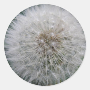 Pegatinas de las flores de Dandelion