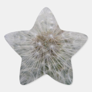 Pegatinas de las flores de Dandelion