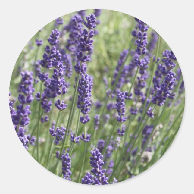 Pegatinas de las flores de lavanda (Anverso)