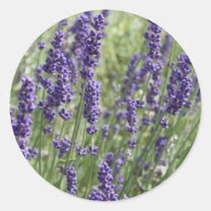 Pegatinas de las flores de lavanda