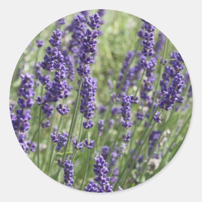 Pegatinas de las flores de lavanda (Anverso)