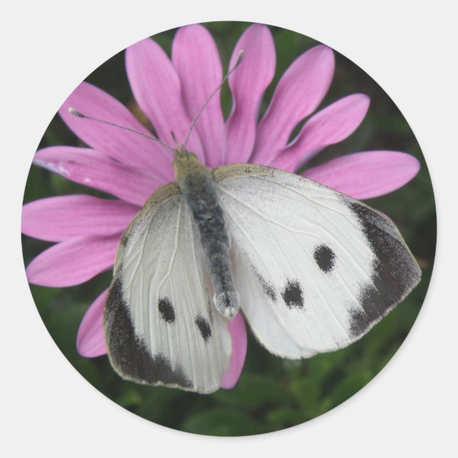 Pegatinas de las flores de mariposa y rosa (Anverso)