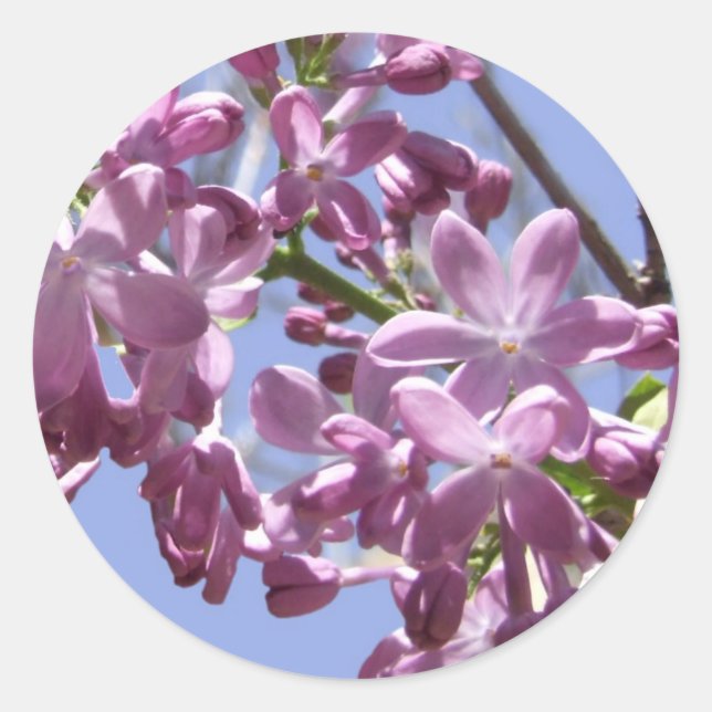 Pegatinas de las flores de primavera (Anverso)