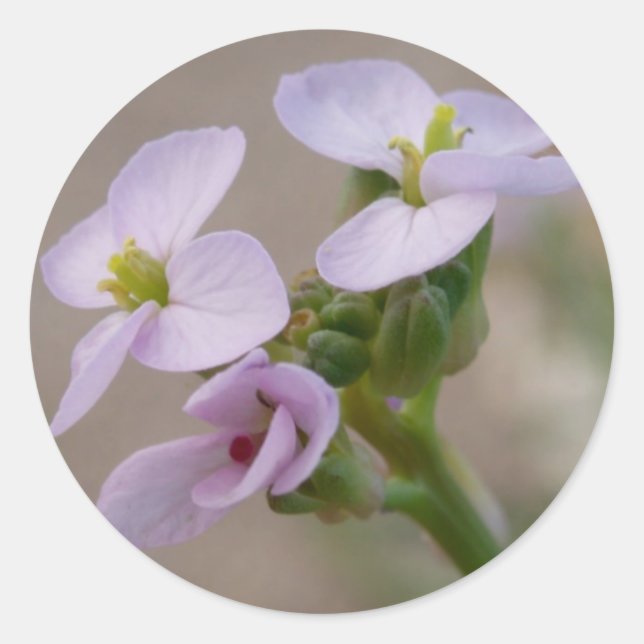 Pegatinas de las flores moradas (Anverso)