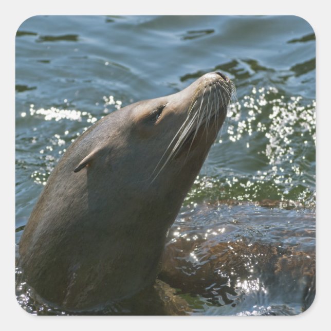 Pegatinas de León Marino (Anverso)