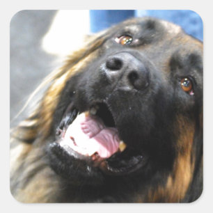 Pegatinas de Leonberger