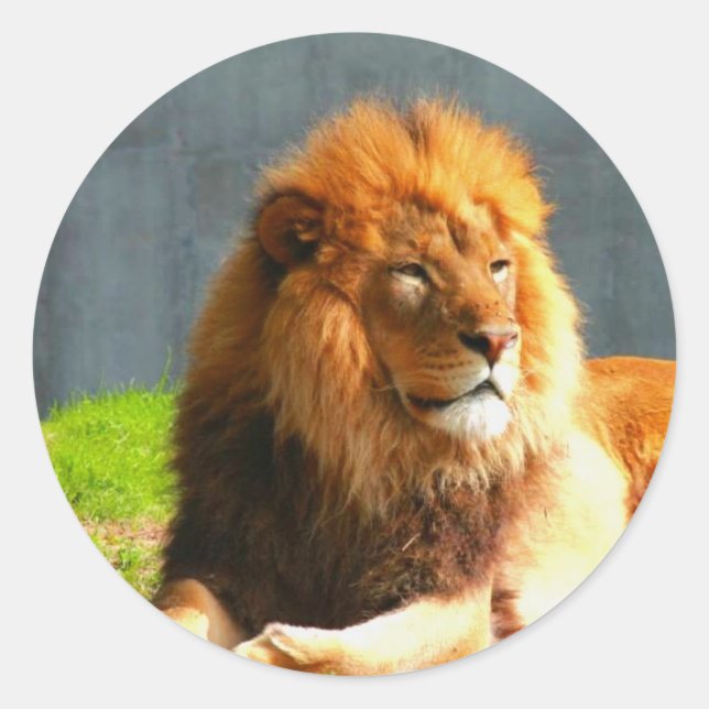 Pegatinas de leones africanos (Anverso)