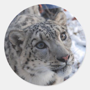 pegatinas de leopardo de las nieves
