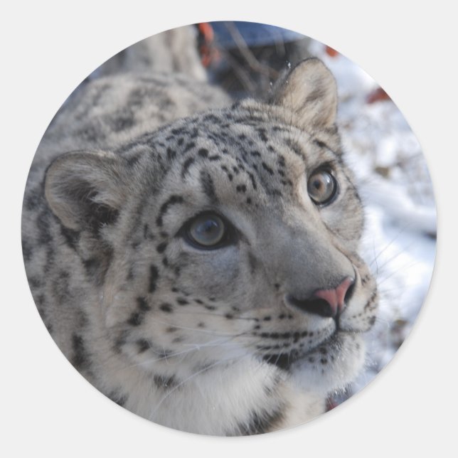 pegatinas de leopardo de las nieves (Anverso)