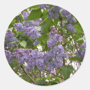 Pegatinas de Lilacs