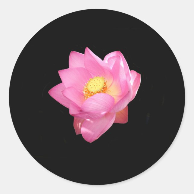 Pegatinas de Lily del Agua (Anverso)