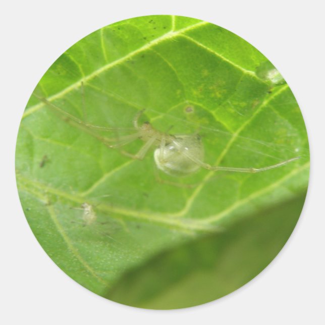 Pegatinas de Little Spider (Anverso)