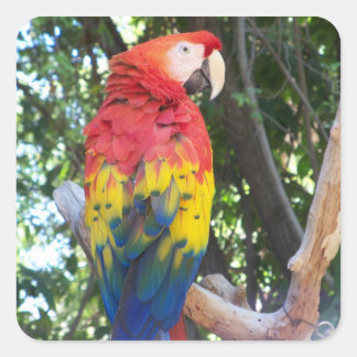 Pegatinas de loro