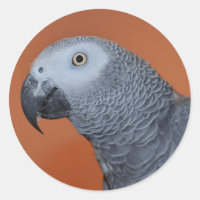 Pegatinas de loro gris africano