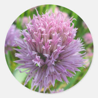 Pegatinas de los Chives que Florecen