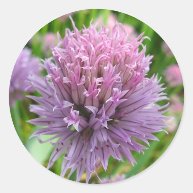 Pegatinas de los Chives que Florecen (Anverso)