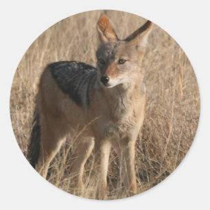 Pegatinas de los coyotes del bebé