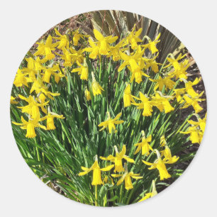 Pegatinas de los Daffodils Amarillos de Primavera