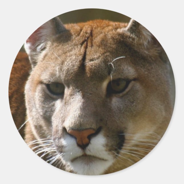 Pegatinas de los gatos de Puma (Anverso)