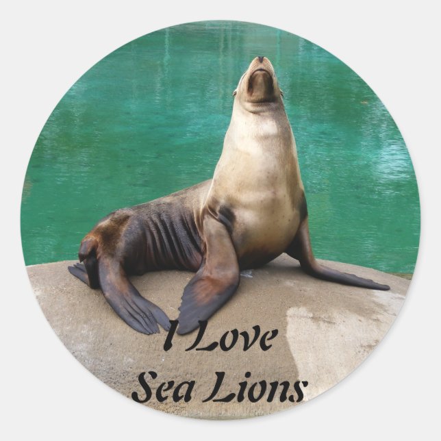 Pegatinas de los leones marinos (Anverso)