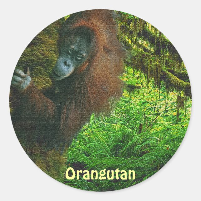 Pegatinas de los Primates Orangutan Red Ape y Jung (Anverso)