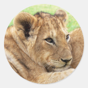 Pegatinas de los tigres bebés