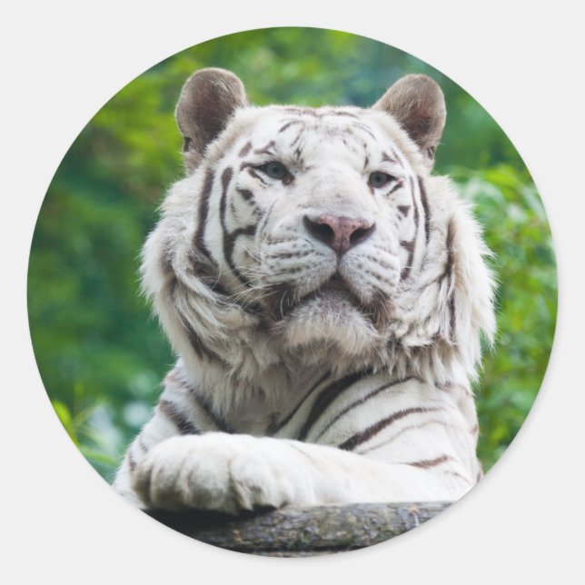 Pegatinas de los tigres blancos (Anverso)