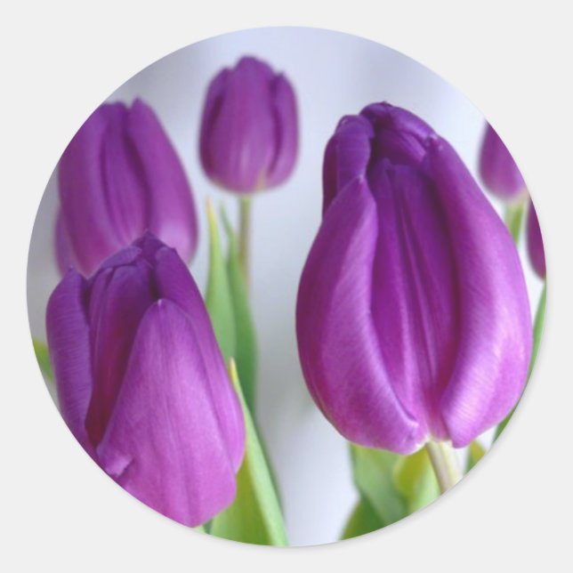 Pegatinas de los Tulipanes de Pascua Morada (Anverso)