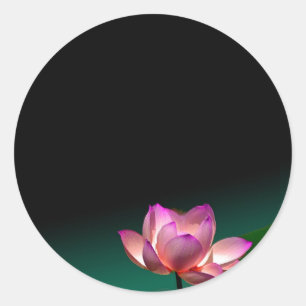 Pegatinas de loto rosado