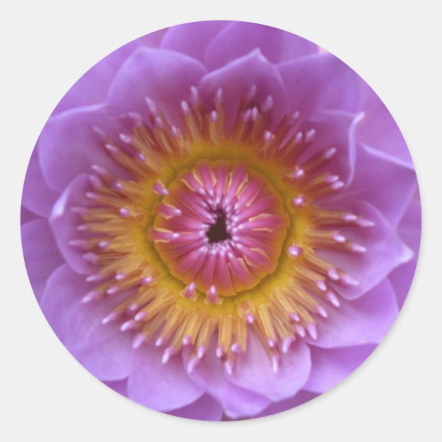 Pegatinas de Lotus Flower (Anverso)