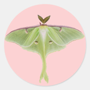 Pegatinas de Luna Moth