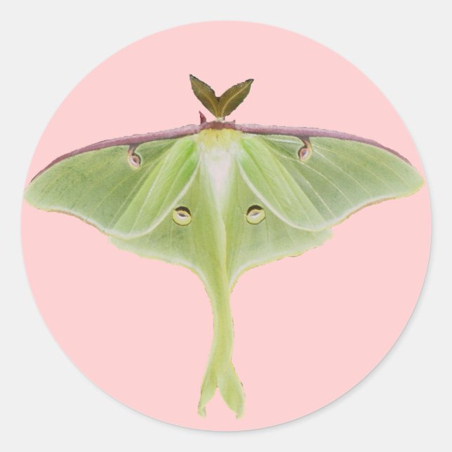 Pegatinas de Luna Moth (Anverso)
