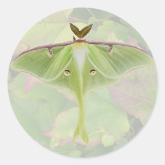 Pegatinas de Luna Moth