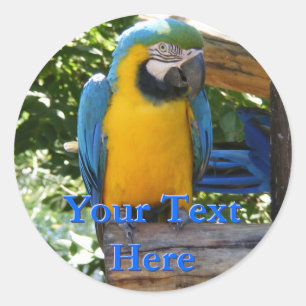 Pegatinas de Macaw