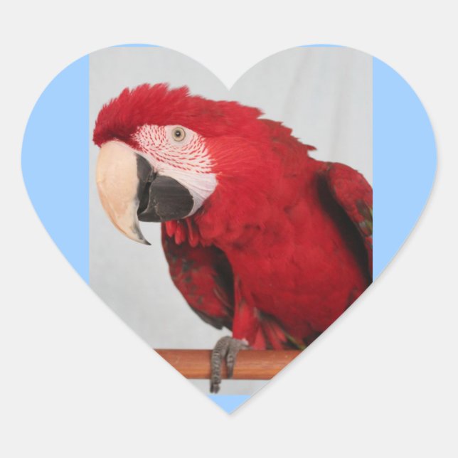 Pegatinas de Macaw (Anverso)