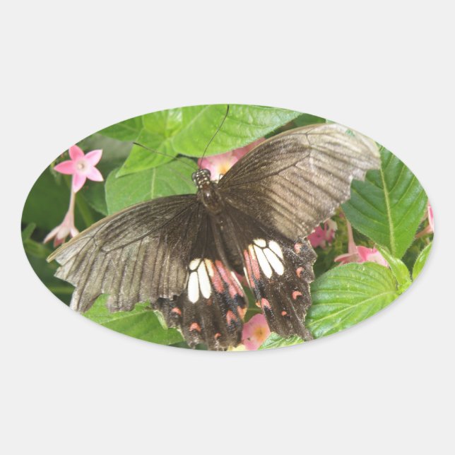 Pegatinas de macro para mariposa de cola de cerda (Anverso)