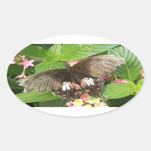 Pegatinas de macro para mariposa de cola de cerda