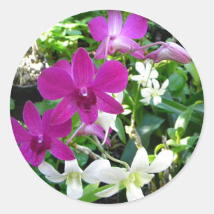 Pegatinas de Magenta Orchids