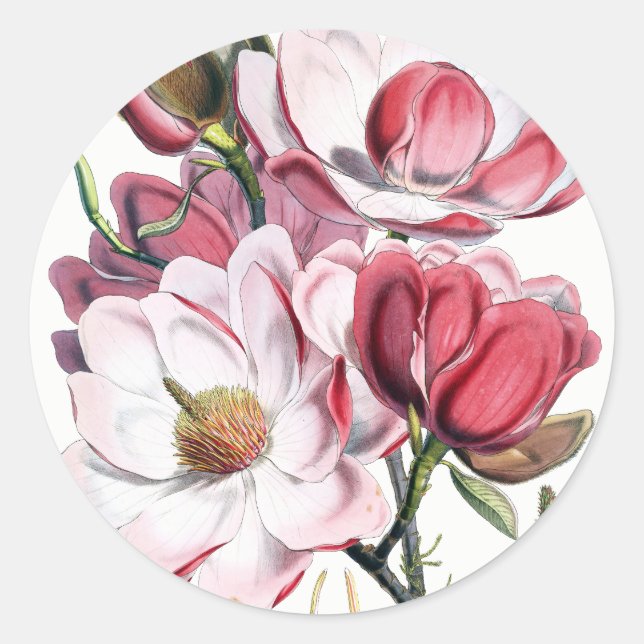 Pegatinas de Magnolia Flowers (Anverso)