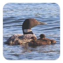 Pegatinas de Maine Loon