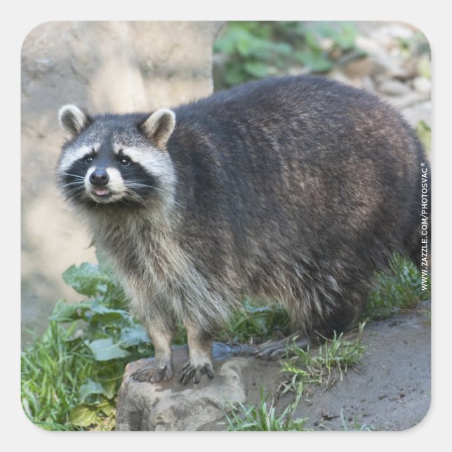 Pegatinas de Mapache (Anverso)