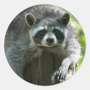 Pegatinas de Mapache